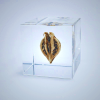 Sola Cube - Tiger's Claw Acrylic Resin Art