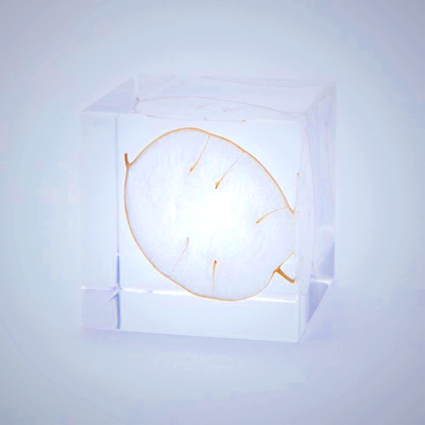 Sola Cube - Lunaria Annua Preserved Flower Display