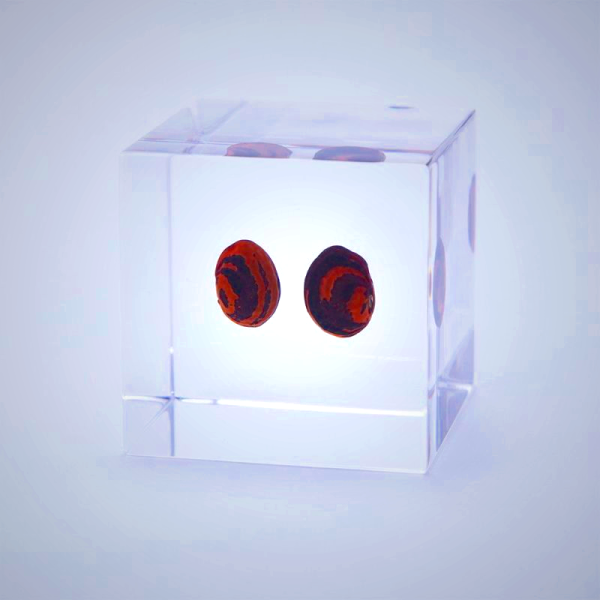 Sola Cube - Kaimame Kidney Bean Design