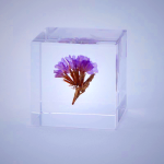 Sola Cube - Statice Preserved Flower Display