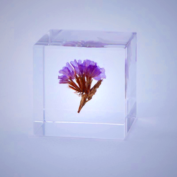Sola Cube - Statice Preserved Flower Display