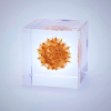 Sola Cube - Basket Flower Preserved in Acrylic Resin