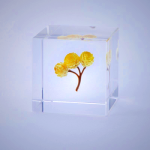 Sola Cube - Immortelle | Preserved Nature in Acrylic