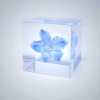 Sola Cube - Siberian Larkspur Preserved Flower Art