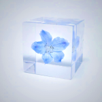 Sola Cube - Siberian Larkspur Preserved Flower Art