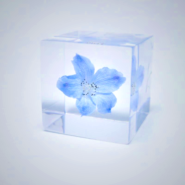 Sola Cube - Siberian Larkspur Preserved Flower Art