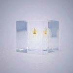 Sola Cube - Apple of Peru Preserved Plant Display