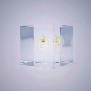 Sola Cube - Apple of Peru Preserved Plant Display