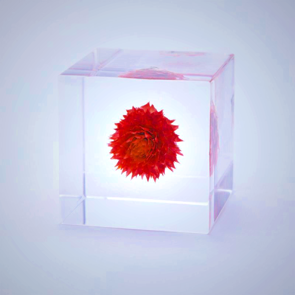 Sola Cube - Globe Amaranth Dried Flower in Acrylic Resin