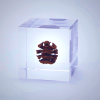 Sola Cube - Dawn Redwood Preserved in Acrylic