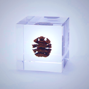 Sola Cube - Dawn Redwood Preserved in Acrylic