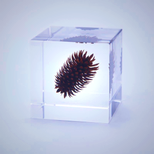 Sola Cube - Nogurumi | Preserved Nature in Acrylic