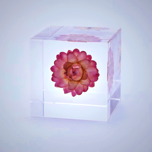 Sola Cube - Strawflower Preserved in Acrylic Resin