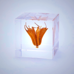 Sola Cube - Yellow Fennel Flower Preserved in Acrylic