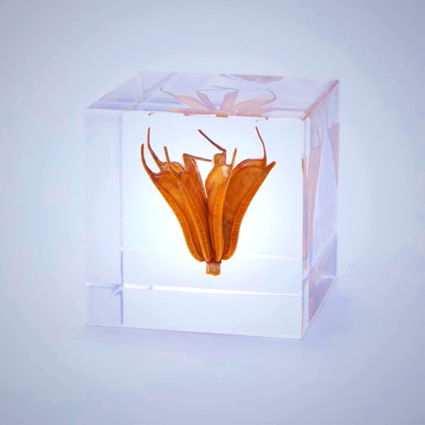Sola Cube - Yellow Fennel Flower Preserved in Acrylic