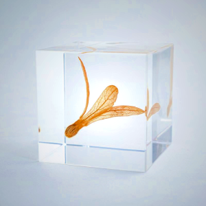 Sola Cube - Ant Tree Seed Display