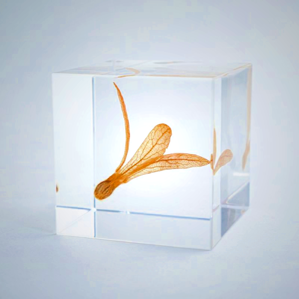 Sola Cube - Ant Tree Seed Display