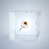 Sola Cube - Chamomile Sunray Preserved Flower