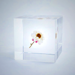 Sola Cube - Chamomile Sunray Preserved Flower