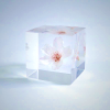 Sola Cube - Sakura Somei-yoshino Cherry Blossom Preserved in Acrylic