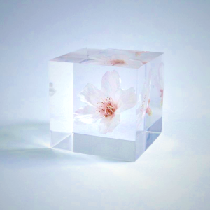 Sola Cube - Sakura Somei-yoshino Cherry Blossom Preserved in Acrylic