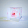 Sola Cube - Sakura Oh-kanzakura Preserved Flower