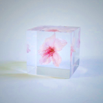 Sola Cube - Sakura Oh-kanzakura Preserved Flower