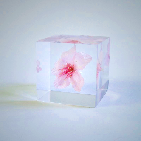 Sola Cube - Sakura Oh-kanzakura Preserved Flower