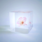 Sola Cube - Sakura Komatsu-otome Preserved Flower