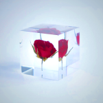 Sola Cube - Rose Preserved Flower Display