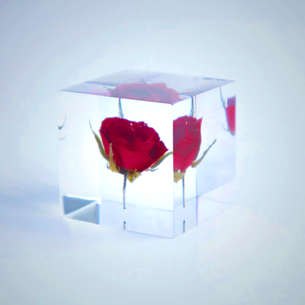 Sola Cube - Rose Preserved Flower Display