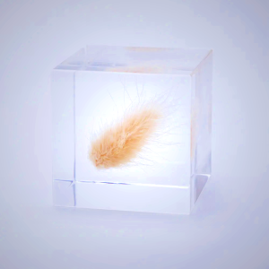 Sola Cube with Bunny Tail Grass - Preserved Nature Display
